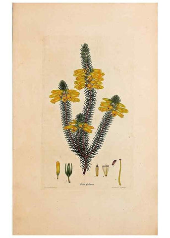 Reproducción/Reproduction 47788564102: Coloured engravings of heaths :. London :Published by the Author. Printed by T. Bensley,1802-09 [1830?]. 