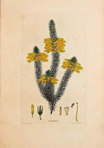 Reproducción/Reproduction 47788564102: Coloured engravings of heaths :. London :Published by the Author. Printed by T. Bensley,1802-09 [1830?]. 