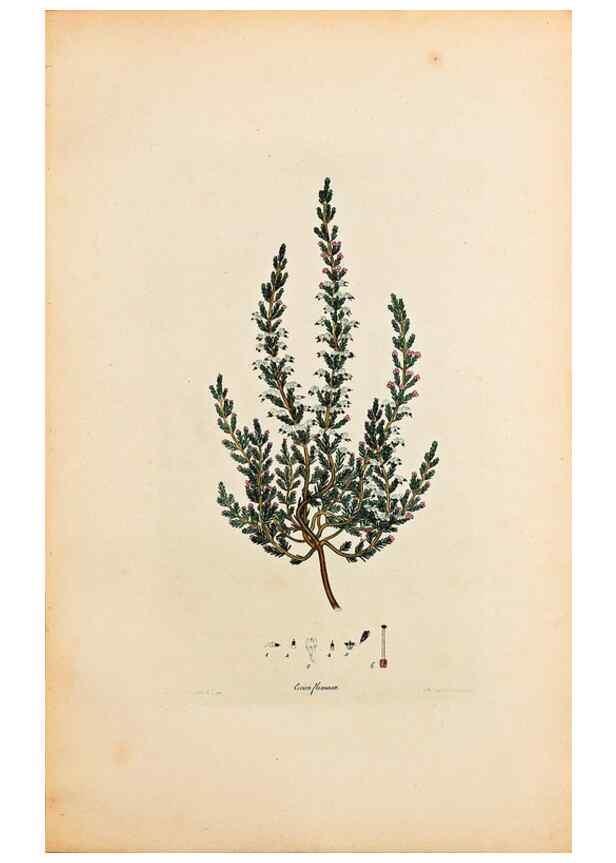 Reproducción/Reproduction 32896771347: Coloured engravings of heaths :. London :Published by the Author. Printed by T. Bensley,1802-09 [1830?]. 