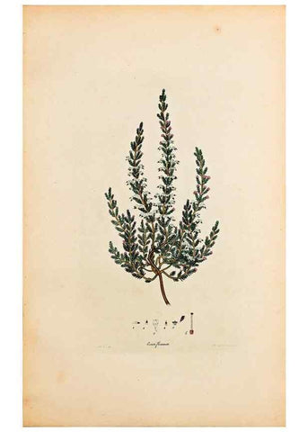 Reproducción/Reproduction 32896771347: Coloured engravings of heaths :. London :Published by the Author. Printed by T. Bensley,1802-09 [1830?]. 