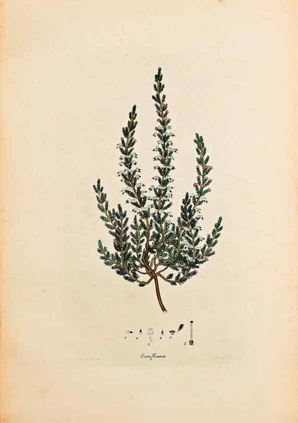 Reproducción/Reproduction 32896771347: Coloured engravings of heaths :. London :Published by the Author. Printed by T. Bensley,1802-09 [1830?]. 