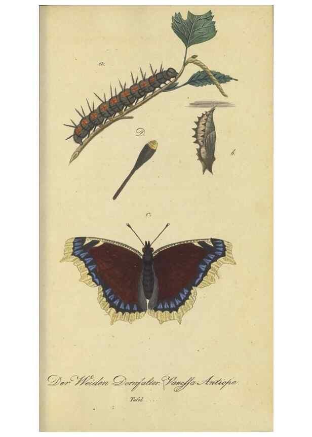 Reproducción/Reproduction 40839812313: Fauna Boica, oder, Gemeinnützige Naturgeschichte der Thiere Bayerns,. Nürnberg :In der C.H. Zeh'schen Buchhandlung,[1834]. 