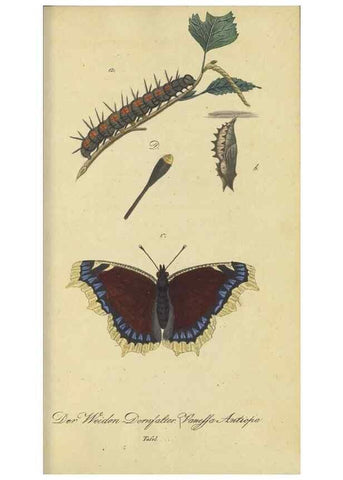 Reproducción/Reproduction 40839812313: Fauna Boica, oder, Gemeinnützige Naturgeschichte der Thiere Bayerns,. Nürnberg :In der C.H. Zeh'schen Buchhandlung,[1834]. 
