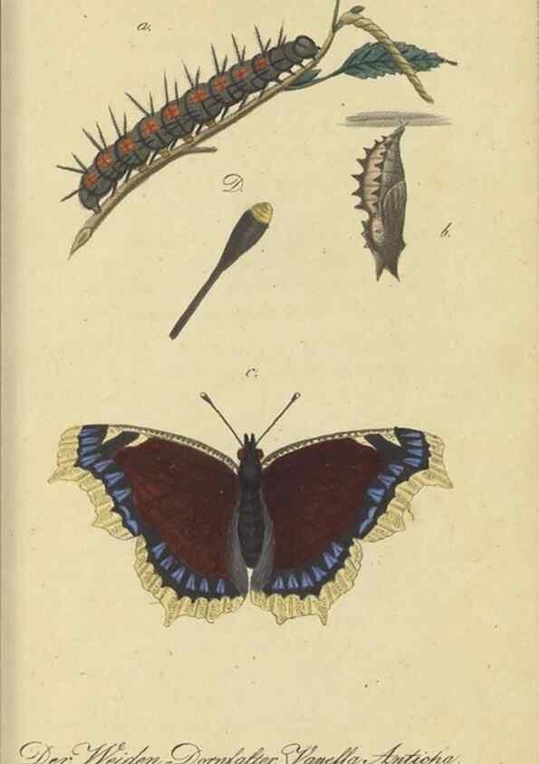 Reproducción/Reproduction 40839812313: Fauna Boica, oder, Gemeinnützige Naturgeschichte der Thiere Bayerns,. Nürnberg :In der C.H. Zeh'schen Buchhandlung,[1834]. 