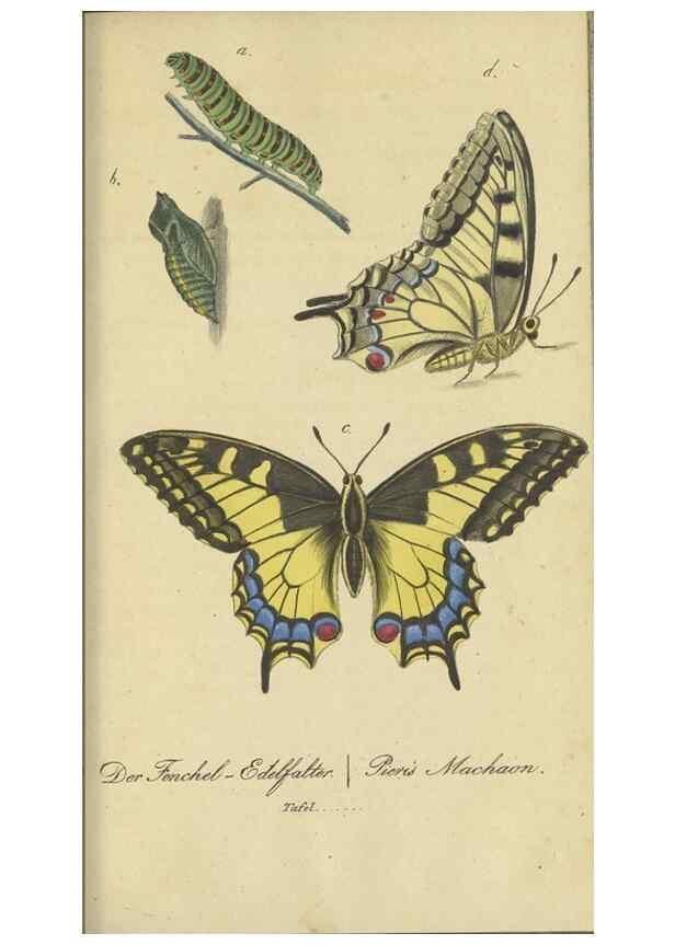 Reproducción/Reproduction 40839813213: Fauna Boica, oder, Gemeinnützige Naturgeschichte der Thiere Bayerns,. Nürnberg :In der C.H. Zeh'schen Buchhandlung,[1834]. 