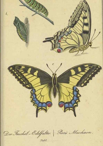 Reproducción/Reproduction 40839813213: Fauna Boica, oder, Gemeinnützige Naturgeschichte der Thiere Bayerns,. Nürnberg :In der C.H. Zeh'schen Buchhandlung,[1834]. 