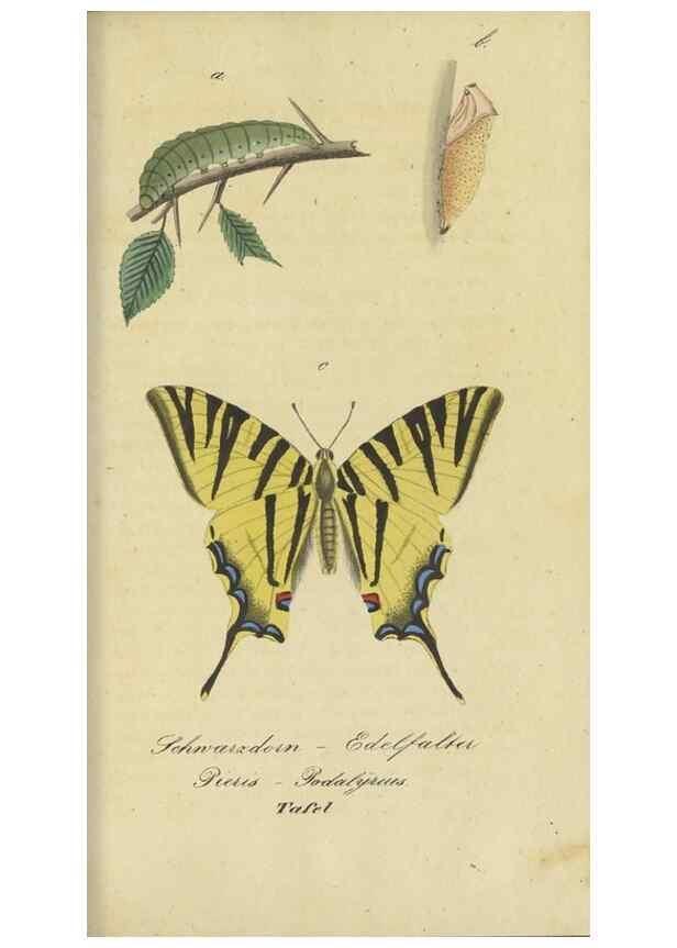 Reproducción/Reproduction 46889748015: Fauna Boica, oder, Gemeinnützige Naturgeschichte der Thiere Bayerns,. Nürnberg :In der C.H. Zeh'schen Buchhandlung,[1834]. 