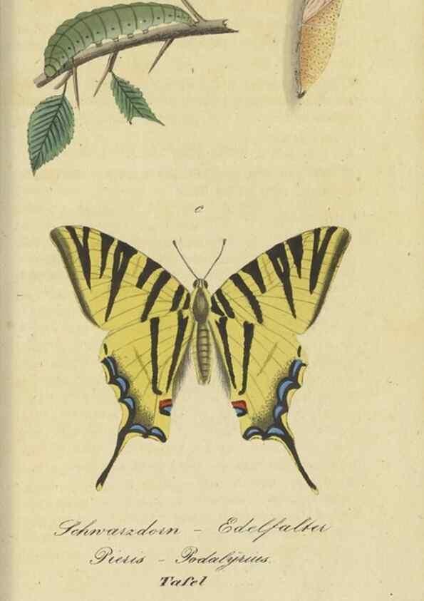 Reproducción/Reproduction 46889748015: Fauna Boica, oder, Gemeinnützige Naturgeschichte der Thiere Bayerns,. Nürnberg :In der C.H. Zeh'schen Buchhandlung,[1834]. 