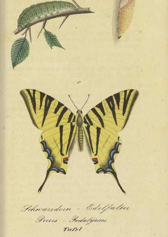 Reproducción/Reproduction 46889748015: Fauna Boica, oder, Gemeinnützige Naturgeschichte der Thiere Bayerns,. Nürnberg :In der C.H. Zeh'schen Buchhandlung,[1834]. 