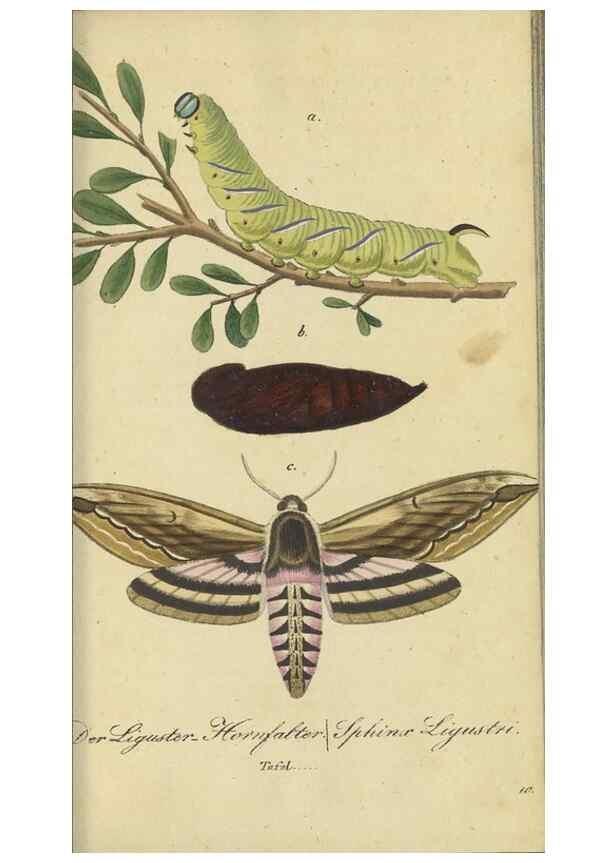 Reproducción/Reproduction 40839815163: Fauna Boica, oder, Gemeinnützige Naturgeschichte der Thiere Bayerns,. Nürnberg :In der C.H. Zeh'schen Buchhandlung,[1834]. 