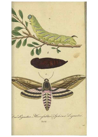 Reproducción/Reproduction 40839815163: Fauna Boica, oder, Gemeinnützige Naturgeschichte der Thiere Bayerns,. Nürnberg :In der C.H. Zeh'schen Buchhandlung,[1834]. 