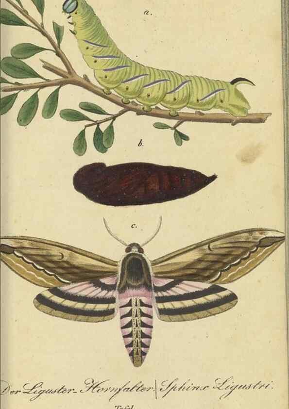 Reproducción/Reproduction 40839815163: Fauna Boica, oder, Gemeinnützige Naturgeschichte der Thiere Bayerns,. Nürnberg :In der C.H. Zeh'schen Buchhandlung,[1834]. 