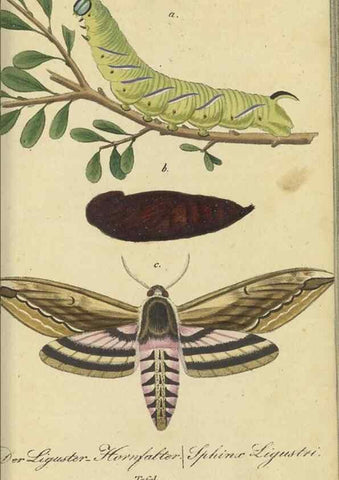 Reproducción/Reproduction 40839815163: Fauna Boica, oder, Gemeinnützige Naturgeschichte der Thiere Bayerns,. Nürnberg :In der C.H. Zeh'schen Buchhandlung,[1834]. 
