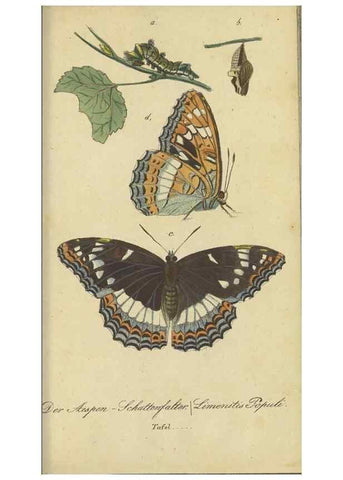Reproducción/Reproduction 40839816043: Fauna Boica, oder, Gemeinnützige Naturgeschichte der Thiere Bayerns,. Nürnberg :In der C.H. Zeh'schen Buchhandlung,[1834]. 