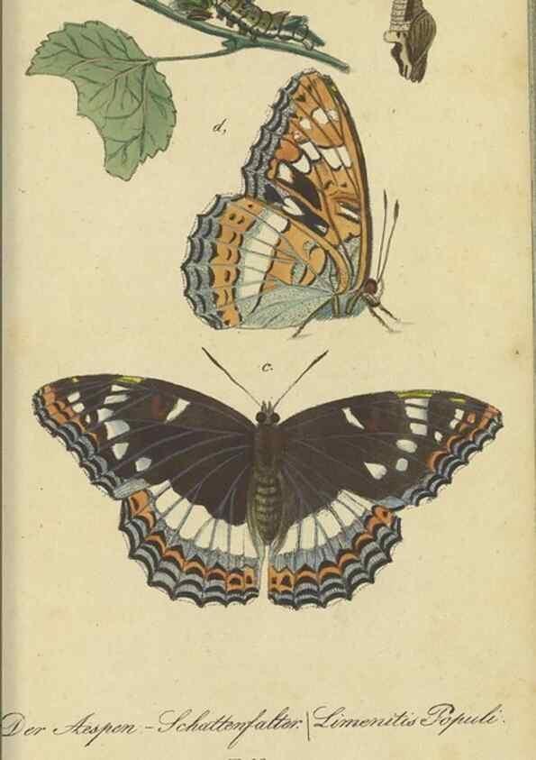 Reproducción/Reproduction 40839816043: Fauna Boica, oder, Gemeinnützige Naturgeschichte der Thiere Bayerns,. Nürnberg :In der C.H. Zeh'schen Buchhandlung,[1834]. 