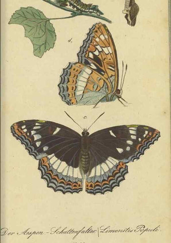 Reproducción/Reproduction 40839816043: Fauna Boica, oder, Gemeinnützige Naturgeschichte der Thiere Bayerns,. Nürnberg :In der C.H. Zeh'schen Buchhandlung,[1834]. 