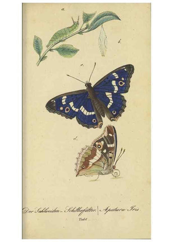 Reproducción/Reproduction 46889750295: Fauna Boica, oder, Gemeinnützige Naturgeschichte der Thiere Bayerns,. Nürnberg :In der C.H. Zeh'schen Buchhandlung,[1834]. 