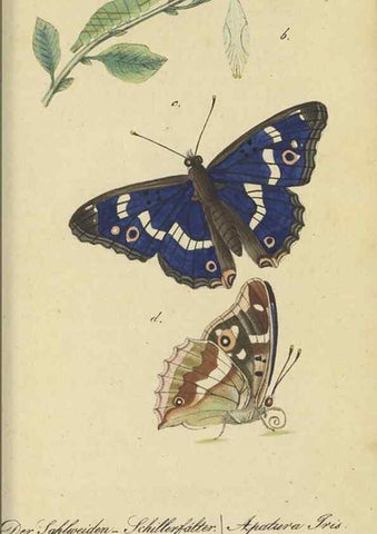 Reproducción/Reproduction 46889750295: Fauna Boica, oder, Gemeinnützige Naturgeschichte der Thiere Bayerns,. Nürnberg :In der C.H. Zeh'schen Buchhandlung,[1834]. 