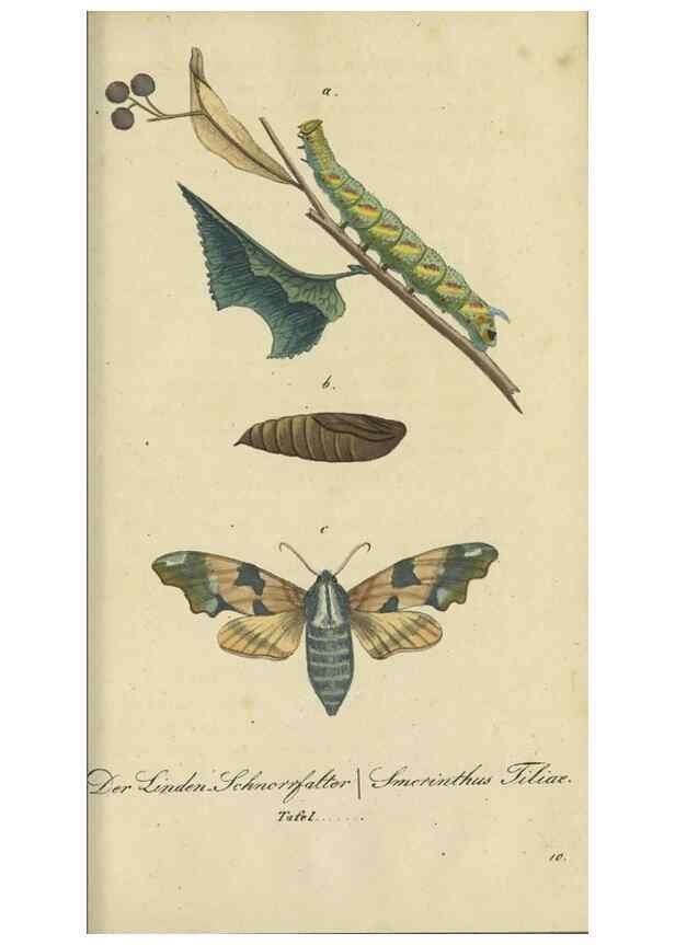 Reproducción/Reproduction 40839817963: Fauna Boica, oder, Gemeinnützige Naturgeschichte der Thiere Bayerns,. Nürnberg :In der C.H. Zeh'schen Buchhandlung,[1834]. 