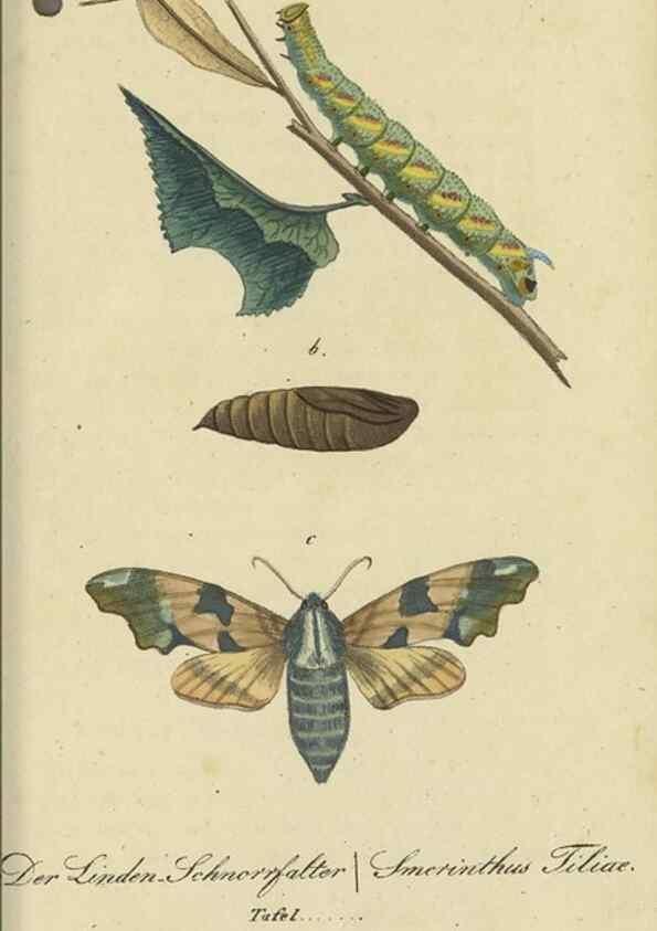 Reproducción/Reproduction 40839817963: Fauna Boica, oder, Gemeinnützige Naturgeschichte der Thiere Bayerns,. Nürnberg :In der C.H. Zeh'schen Buchhandlung,[1834]. 