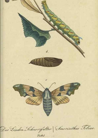 Reproducción/Reproduction 40839817963: Fauna Boica, oder, Gemeinnützige Naturgeschichte der Thiere Bayerns,. Nürnberg :In der C.H. Zeh'schen Buchhandlung,[1834]. 