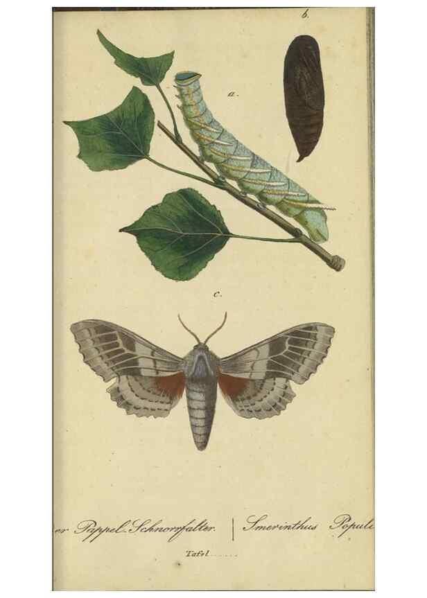 Reproducción/Reproduction 40839819023: Fauna Boica, oder, Gemeinnützige Naturgeschichte der Thiere Bayerns,. Nürnberg :In der C.H. Zeh'schen Buchhandlung,[1834]. 