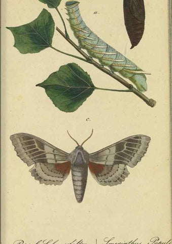 Reproducción/Reproduction 40839819023: Fauna Boica, oder, Gemeinnützige Naturgeschichte der Thiere Bayerns,. Nürnberg :In der C.H. Zeh'schen Buchhandlung,[1834]. 