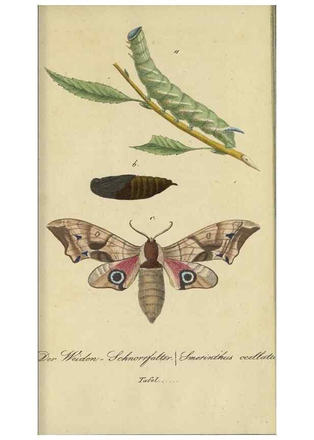 Reproducción/Reproduction 40839820173: Fauna Boica, oder, Gemeinnützige Naturgeschichte der Thiere Bayerns,. Nürnberg :In der C.H. Zeh'schen Buchhandlung,[1834]. 