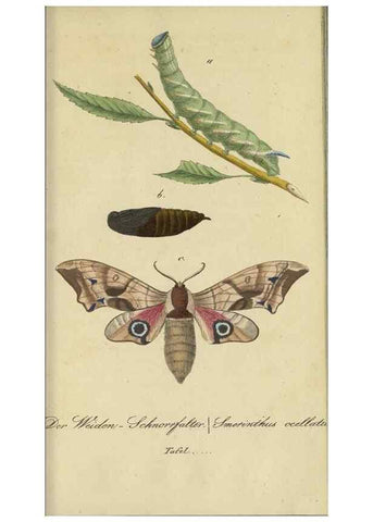 Reproducción/Reproduction 40839820173: Fauna Boica, oder, Gemeinnützige Naturgeschichte der Thiere Bayerns,. Nürnberg :In der C.H. Zeh'schen Buchhandlung,[1834]. 