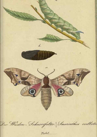 Reproducción/Reproduction 40839820173: Fauna Boica, oder, Gemeinnützige Naturgeschichte der Thiere Bayerns,. Nürnberg :In der C.H. Zeh'schen Buchhandlung,[1834]. 