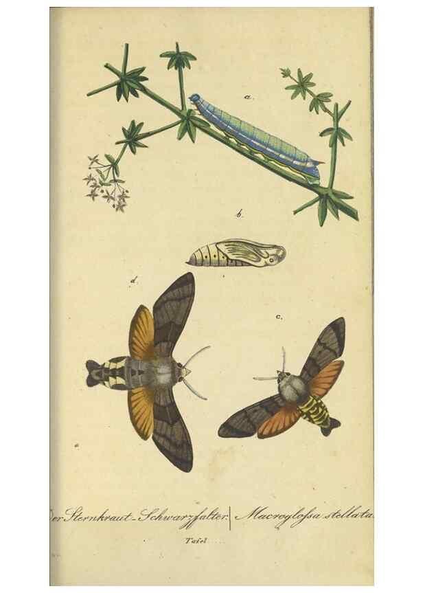 Reproducción/Reproduction 46889754495: Fauna Boica, oder, Gemeinnützige Naturgeschichte der Thiere Bayerns,. Nürnberg :In der C.H. Zeh'schen Buchhandlung,[1834]. 