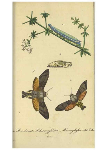 Reproducción/Reproduction 46889754495: Fauna Boica, oder, Gemeinnützige Naturgeschichte der Thiere Bayerns,. Nürnberg :In der C.H. Zeh'schen Buchhandlung,[1834]. 