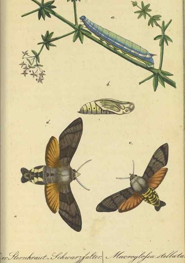 Reproducción/Reproduction 46889754495: Fauna Boica, oder, Gemeinnützige Naturgeschichte der Thiere Bayerns,. Nürnberg :In der C.H. Zeh'schen Buchhandlung,[1834]. 