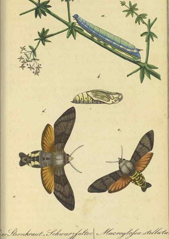Reproducción/Reproduction 46889754495: Fauna Boica, oder, Gemeinnützige Naturgeschichte der Thiere Bayerns,. Nürnberg :In der C.H. Zeh'schen Buchhandlung,[1834]. 