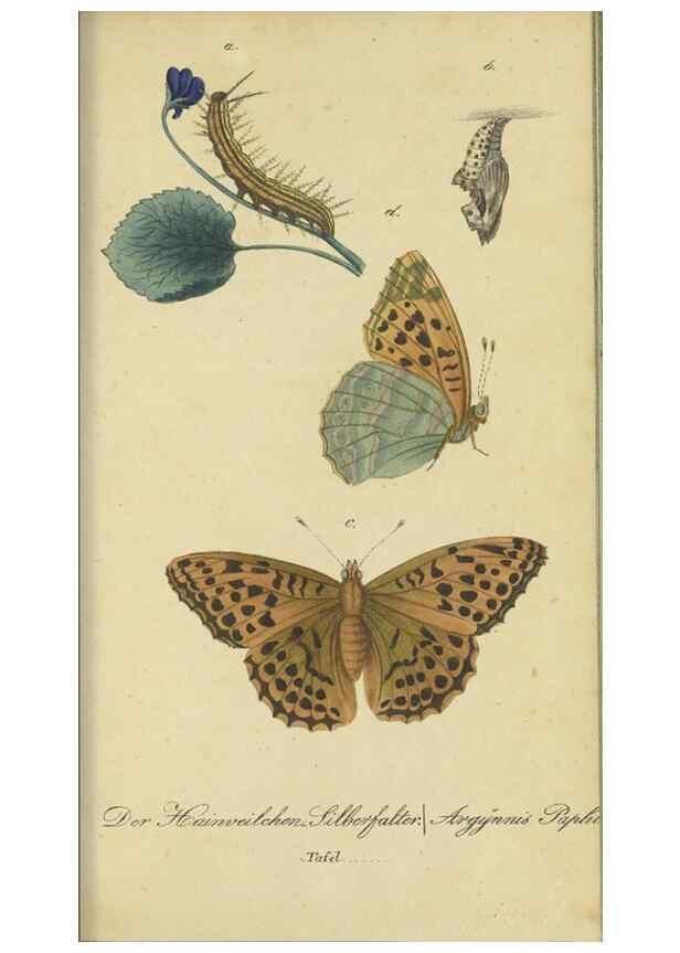Reproducción/Reproduction 47753998442: Fauna Boica, oder, Gemeinnützige Naturgeschichte der Thiere Bayerns,. Nürnberg :In der C.H. Zeh'schen Buchhandlung,[1834]. 