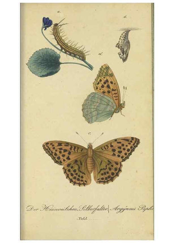Reproducción/Reproduction 47753998442: Fauna Boica, oder, Gemeinnützige Naturgeschichte der Thiere Bayerns,. Nürnberg :In der C.H. Zeh'schen Buchhandlung,[1834]. 