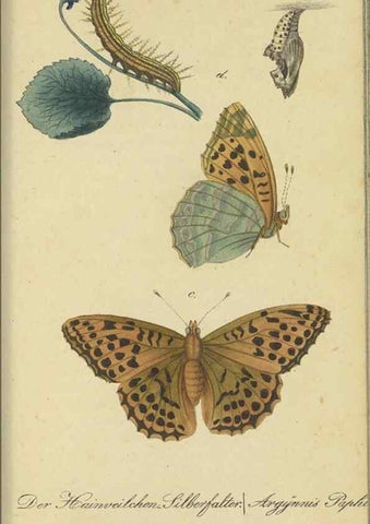 Reproducción/Reproduction 47753998442: Fauna Boica, oder, Gemeinnützige Naturgeschichte der Thiere Bayerns,. Nürnberg :In der C.H. Zeh'schen Buchhandlung,[1834]. 