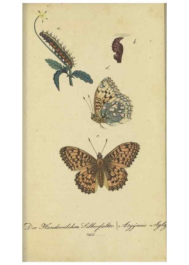 Reproducción/Reproduction 47016857894: Fauna Boica, oder, Gemeinnützige Naturgeschichte der Thiere Bayerns,. Nürnberg :In der C.H. Zeh'schen Buchhandlung,[1834]. 