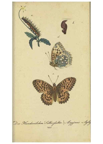 Reproducción/Reproduction 47016857894: Fauna Boica, oder, Gemeinnützige Naturgeschichte der Thiere Bayerns,. Nürnberg :In der C.H. Zeh'schen Buchhandlung,[1834]. 