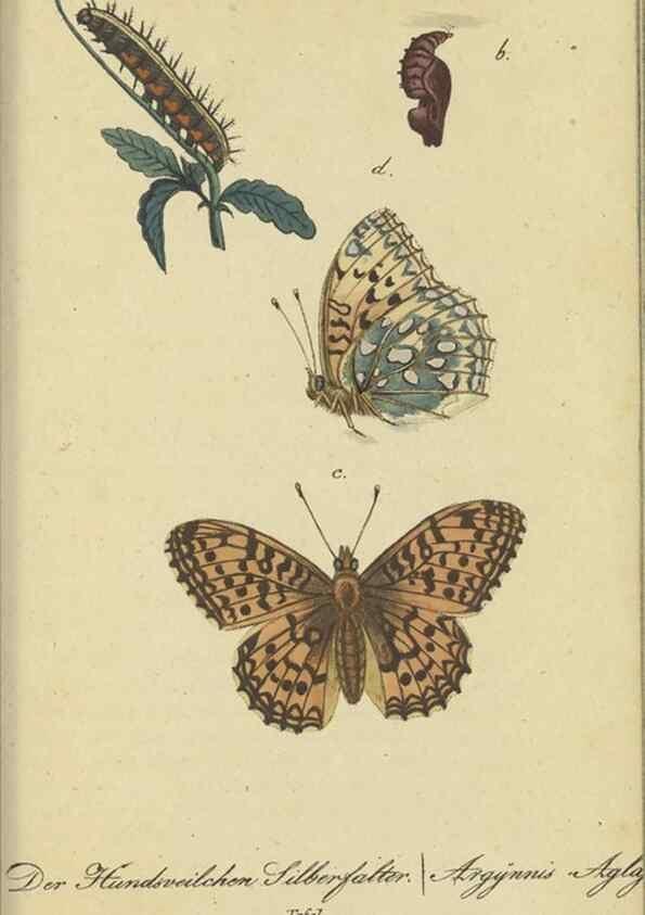 Reproducción/Reproduction 47016857894: Fauna Boica, oder, Gemeinnützige Naturgeschichte der Thiere Bayerns,. Nürnberg :In der C.H. Zeh'schen Buchhandlung,[1834]. 