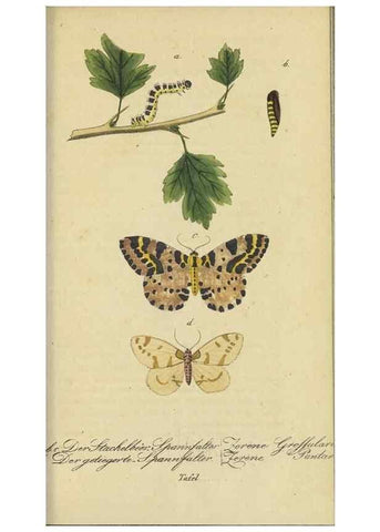 Reproducción/Reproduction 32862630057: Fauna Boica, oder, Gemeinnützige Naturgeschichte der Thiere Bayerns,. Nürnberg :In der C.H. Zeh'schen Buchhandlung,[1834]. 