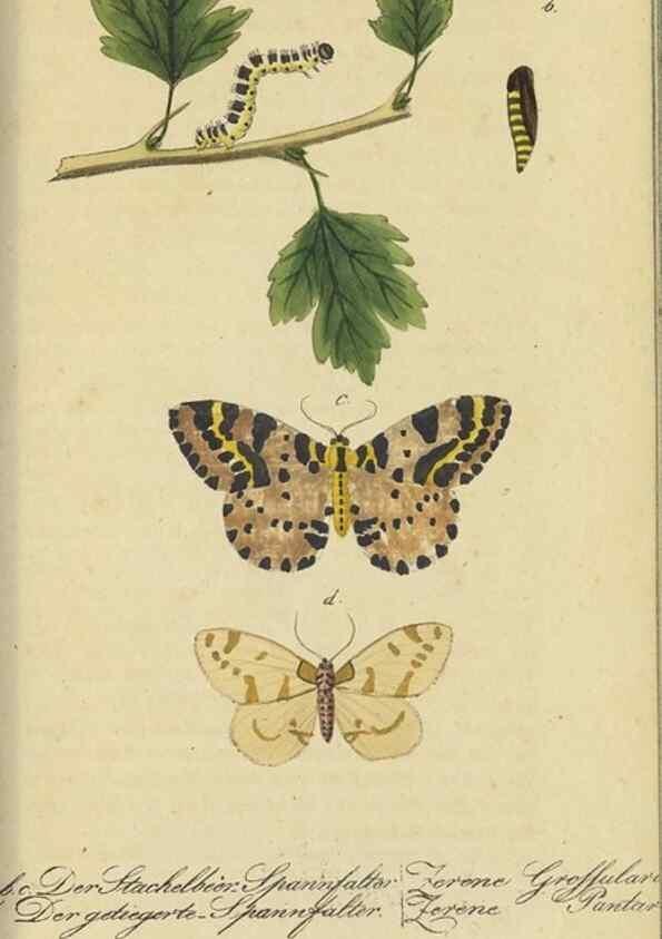 Reproducción/Reproduction 32862630057: Fauna Boica, oder, Gemeinnützige Naturgeschichte der Thiere Bayerns,. Nürnberg :In der C.H. Zeh'schen Buchhandlung,[1834]. 