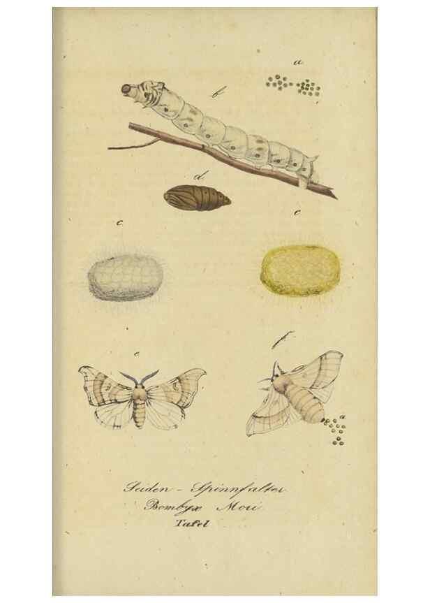 Reproducción/Reproduction 47753999832: Fauna Boica, oder, Gemeinnützige Naturgeschichte der Thiere Bayerns,. Nürnberg :In der C.H. Zeh'schen Buchhandlung,[1834]. 