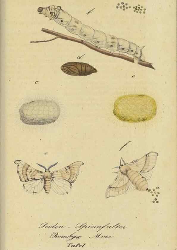 Reproducción/Reproduction 47753999832: Fauna Boica, oder, Gemeinnützige Naturgeschichte der Thiere Bayerns,. Nürnberg :In der C.H. Zeh'schen Buchhandlung,[1834]. 