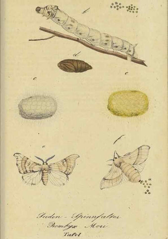Reproducción/Reproduction 47753999832: Fauna Boica, oder, Gemeinnützige Naturgeschichte der Thiere Bayerns,. Nürnberg :In der C.H. Zeh'schen Buchhandlung,[1834]. 