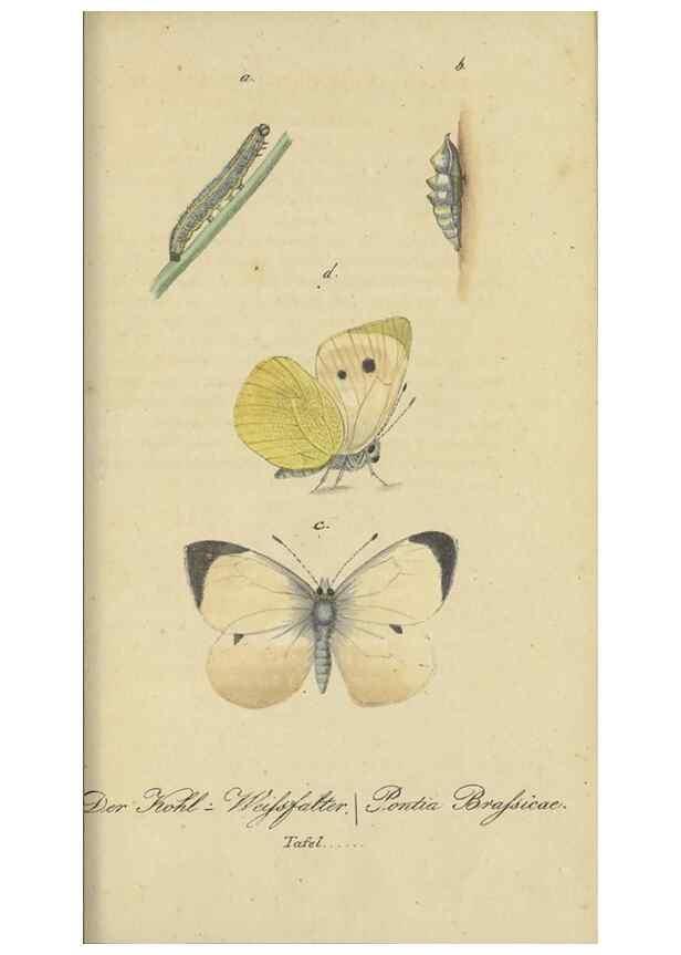 Reproducción/Reproduction 47016859254: Fauna Boica, oder, Gemeinnützige Naturgeschichte der Thiere Bayerns,. Nürnberg :In der C.H. Zeh'schen Buchhandlung,[1834]. 