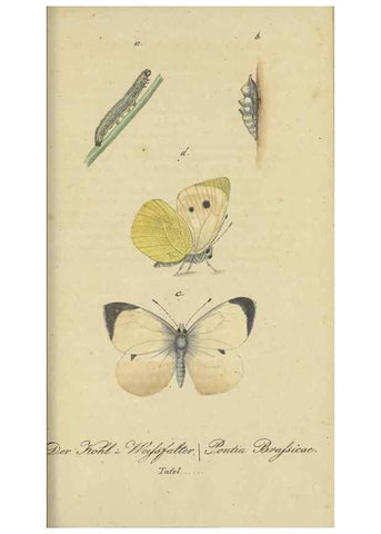 Reproducción/Reproduction 47016859254: Fauna Boica, oder, Gemeinnützige Naturgeschichte der Thiere Bayerns,. Nürnberg :In der C.H. Zeh'schen Buchhandlung,[1834]. 