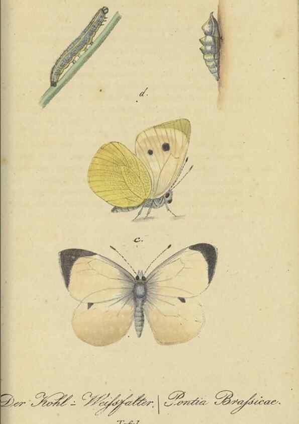 Reproducción/Reproduction 47016859254: Fauna Boica, oder, Gemeinnützige Naturgeschichte der Thiere Bayerns,. Nürnberg :In der C.H. Zeh'schen Buchhandlung,[1834]. 