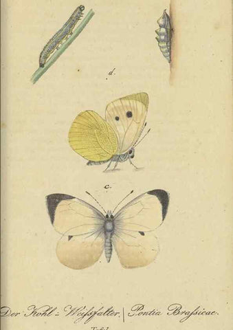 Reproducción/Reproduction 47016859254: Fauna Boica, oder, Gemeinnützige Naturgeschichte der Thiere Bayerns,. Nürnberg :In der C.H. Zeh'schen Buchhandlung,[1834]. 