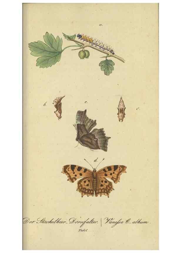Reproducción/Reproduction 46889745155: Fauna Boica, oder, Gemeinnützige Naturgeschichte der Thiere Bayerns,. Nürnberg :In der C.H. Zeh'schen Buchhandlung,[1834]. 